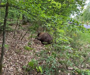 Auto zderzyło się z żubrem. Dwie osoby w szpitalu