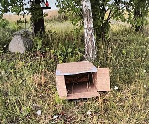 Leżajsk. Porzucił sześć małych kotków w kartonowym pudle. Były skazane na śmierć