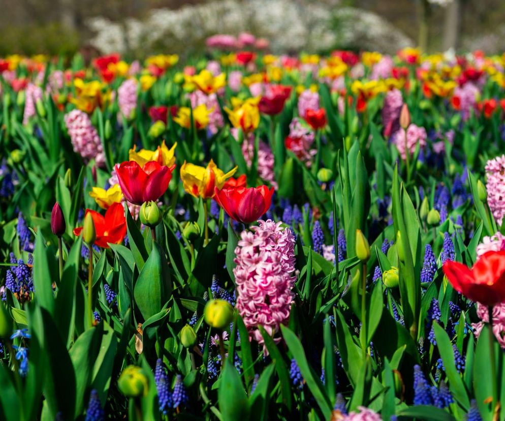 Rośliny cebulowe kwitnące wiosną