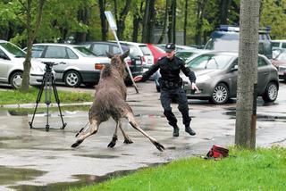 Szalony łoś w Lublinie