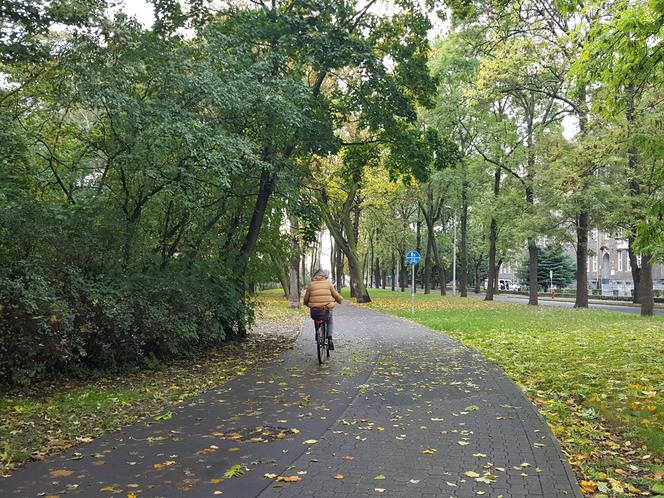 Są pieniądze na pielęgnację drzew w miejscu dawnych fortyfikacji i promenad w Lesznie