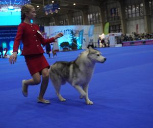 Międzynarodowa Wystawa Psów Rasowych w Poznaniu