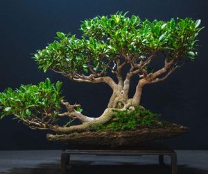 Ponad 100 000 roślin i pięć niezwykłych światów – rusza World Flower Show w Polsce!