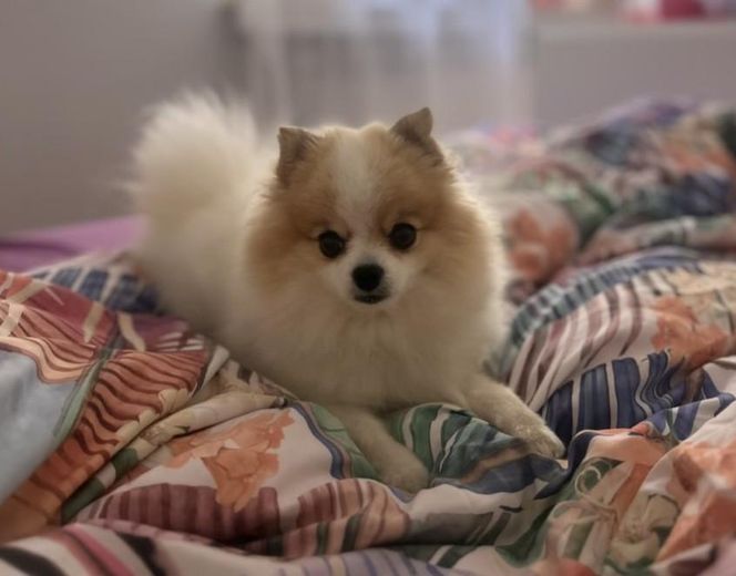 Daisy Najman, pies Marcina Najmana