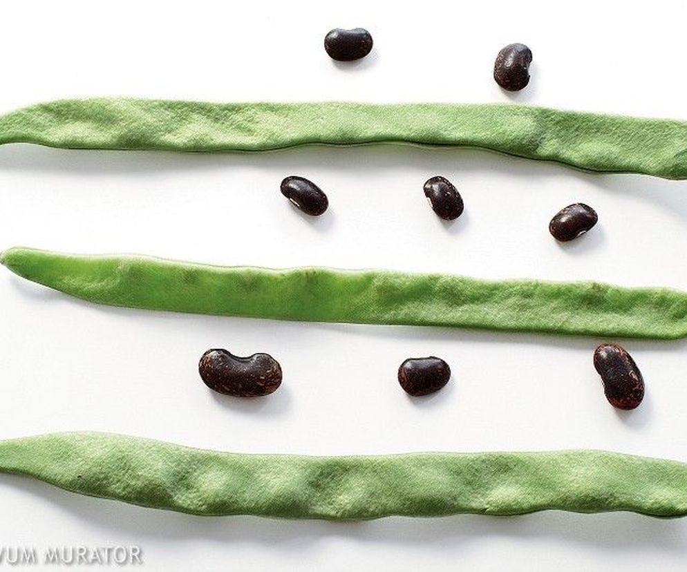 Odpowiedni sposób moczenia nasion roślin strączkowych pozwoli uniknąć wzdęć po ich zjedzeniu.