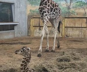 Żyrafka w zamojskim zoo