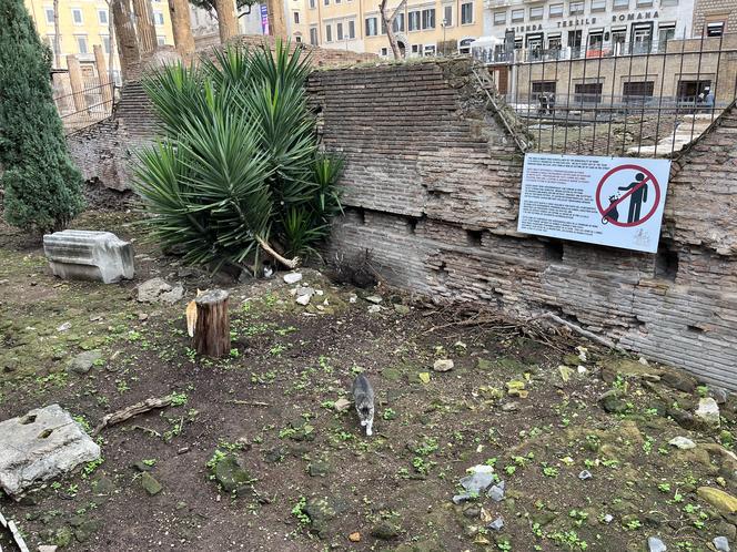 Largo Argentina w Rzymie. Koty zamieszkały w starożytnych ruinach - zobacz zdjęcia