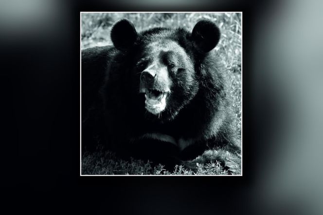 Pożegnanie legendy toruńskiego zoo. Odeszła Wolta, najstarszy niedźwiedź himalajski w Europie