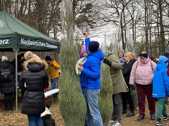 Akcja wycinania choinek w leśnictwie Grodziec