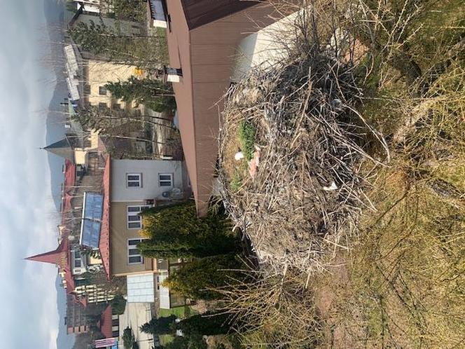 Nietypowa akcja strażaków pod Muszyną. Dostarczyli bocianowi jedzenie do gniazda