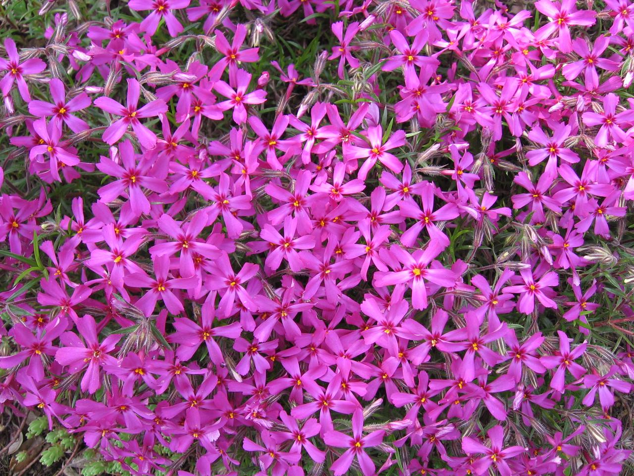 Floks szydlasty = płomyk szydlasty - Phlox subulata