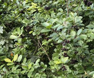 Aronia, krzew i owoce