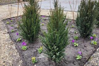 Kraków. Park im. Wisławy Szymborskiej przy ul. Karmelickiej nabiera kształtów