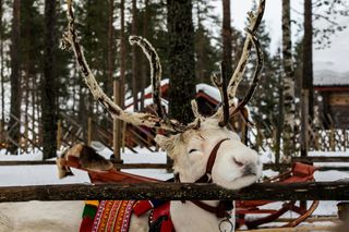 Lot do św. Mikołaja na pokładzie PLL LOT. Rejsy do Rovaniemi jesienią. Ruszyła sprzedaż biletów