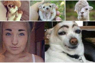 Zwierzęta internetu