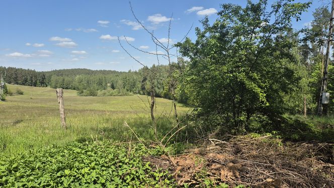 To jezioro w Olsztynie ma niezwykle czystą wodę. Jest kilka dzikich plaż, które świecą pustkami