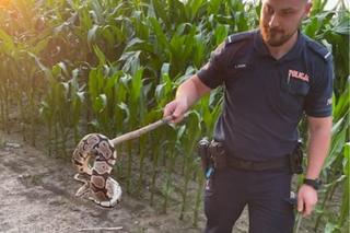 Co robiłeś w polu kukurydzy, pytonie królewski? To najważniejsze pytanie łukowskiej policji