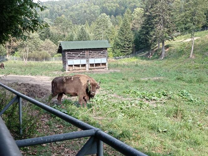 Zagroda Żubrów w Mucznem 