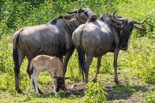 We wrocławskim zoo urodziły się gnu białobrode