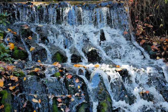 Ogród Botaniczny we Wrocławiu