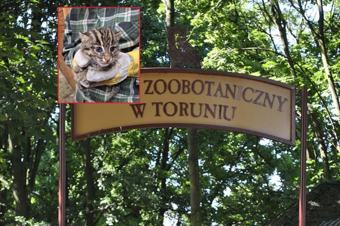 Taraje urodziły się w toruńskim zoo. Fenomen na skalę światową