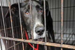 Dżeki potrzebuje pomocy