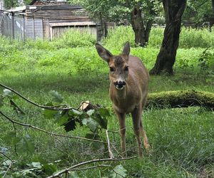 Zaglądamy do mieszkańców bydgoskiego ZOO. Kto mieszka w sercu Myślęcinka?