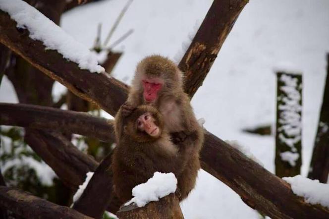 Zimowe harce na śniegu - zwierzaki z płockiego zoo szaleją ZOBACZ ZDJĘCIA!