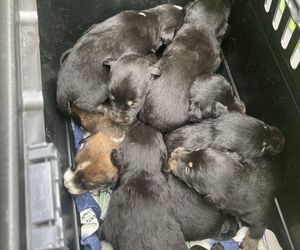 Dziewięć szczeniąt uratowanych. Wspólna akcja policji i schroniska 