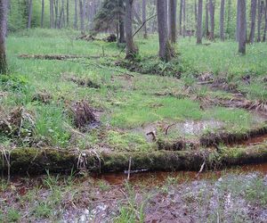 To najładniejszy las w woj. warmińsko-mazurskim. Wybrała go sztuczna inteligencja. Zachwyca naturalnością i historią