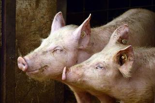 Minister rolnictwa: będą wyższe dopłaty dla hodowców świń w związku z ASF