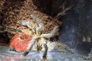 Otworzył kosz na śmieci i zamarł! Odkrycie jak z horroru w Krakowie