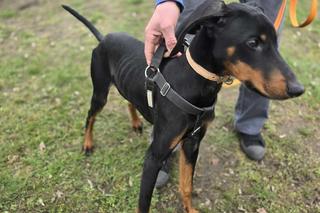 Gorzów Wielkopolski. Zwyrodnialec przywiązał psa drutem do drzewa. Szuka go całe miasto [ZDJĘCIA].