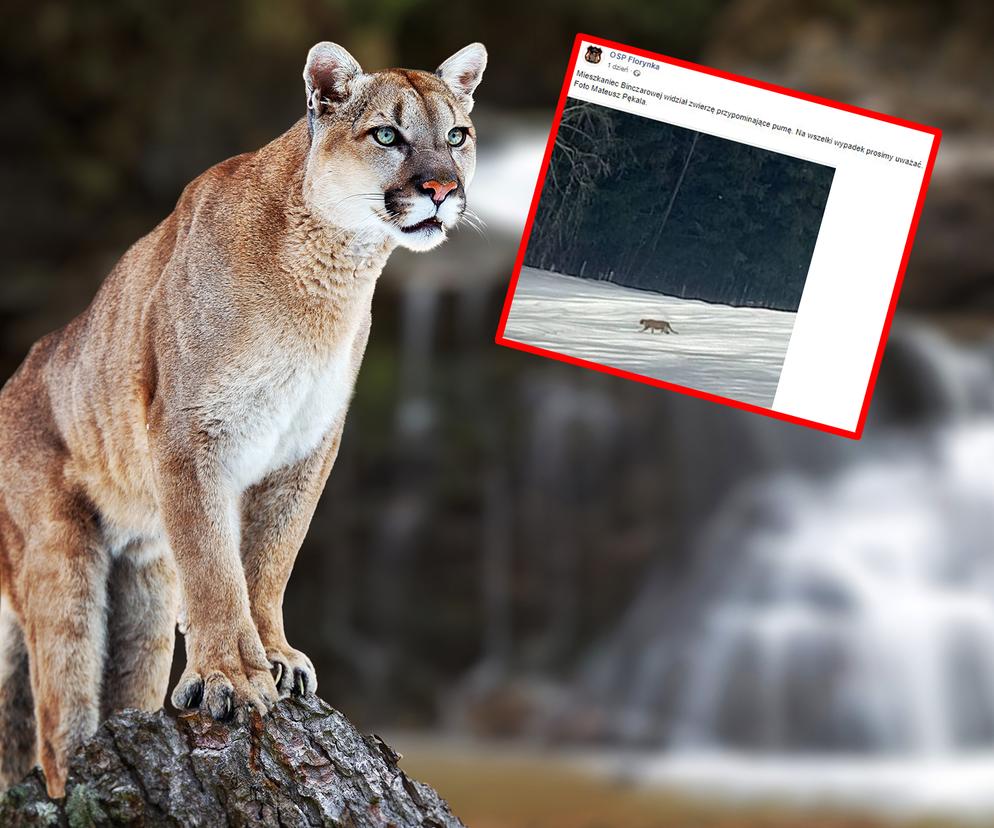 Puma grasuje pod Nowym Sączem?! Strażacy opublikowali tajemnicze zdjęcie 