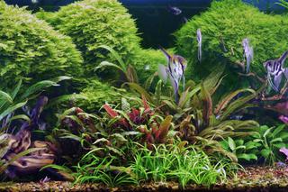 Rośliny akwariowe. Jakie rośliny najczęściej sadzimy w domowym akwarium?