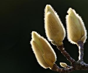 Dlaczego magnolia nie zakwitła? [Porada eksperta]