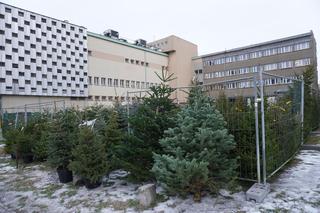 Ceny choinek w Białymstoku. Ile zapłacimy za drzewko w Podlaskiem?