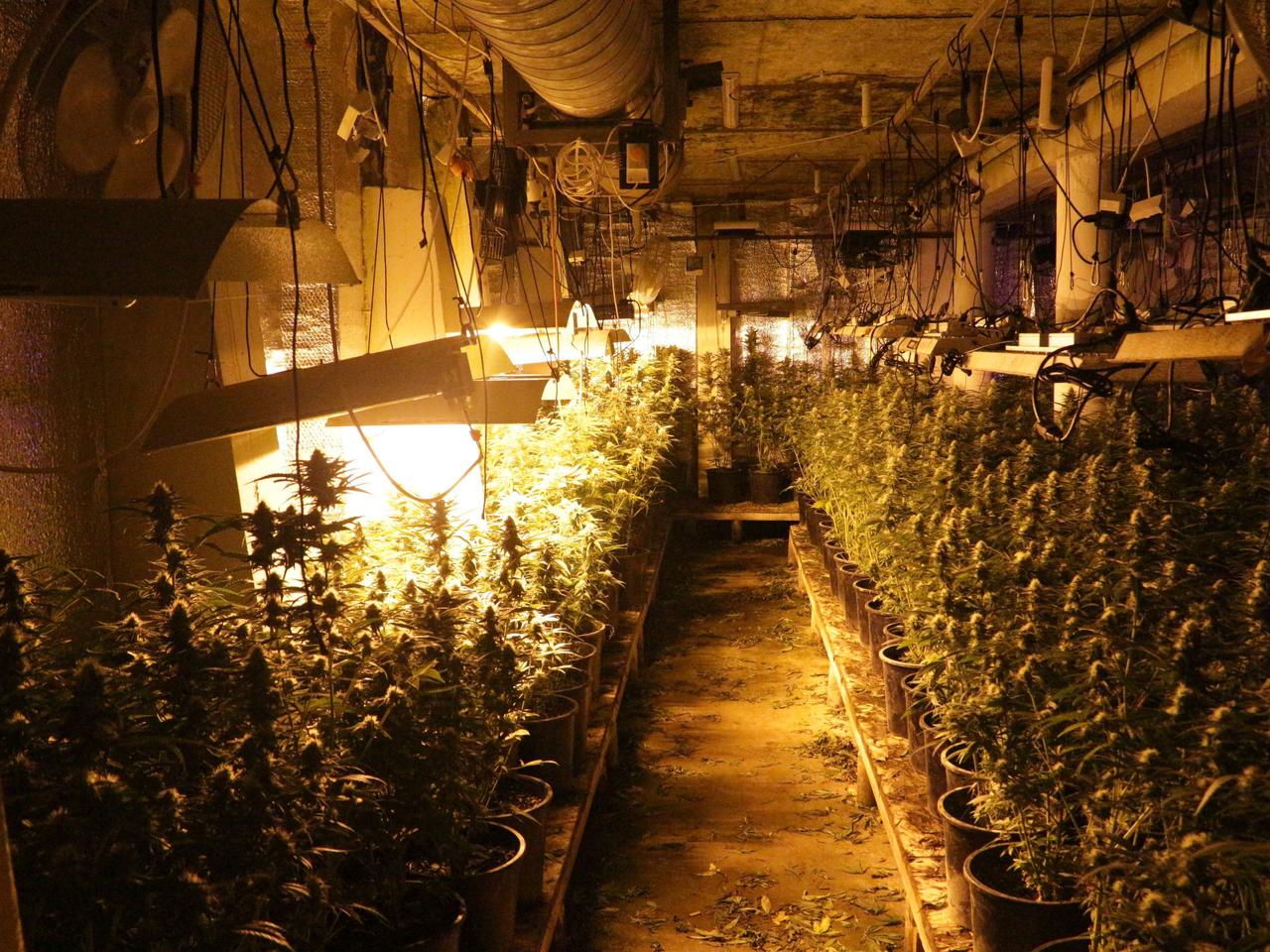 Jedna z większych plantacji konopi z linią do produkcji marihuany ZLIKWIDOWANA!