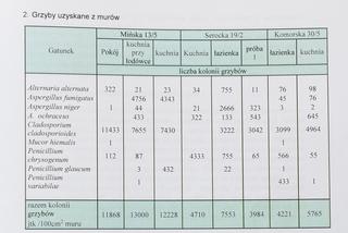 Ten grzyb nas zabije! Przerażające warunki w mieszkaniu komunalnym na Mińskiej.