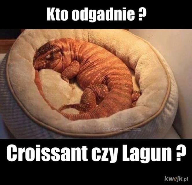 Krakowski lagun to prawdziwy FENOMEN! [MEMY]