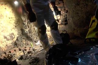 KLESZCZE GOZWŁOKI ZAKOPANE W PIWNICYŁĘBIE POGRYZŁY POLICJANTÓW