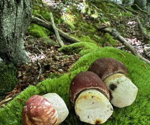 Bieszczady zasypane grzybami