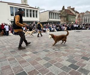 Golden Retriever WOŚP 2024 w Poznaniu. Psiaki też zbierają na dzieciaki. Kwesta na WOŚP i pokazy Golden Retrieverów 