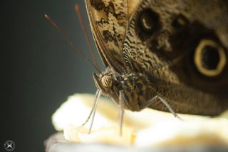 Nietypowa atrakcja turystyczna w Małopolsce. Gromadzą okazy z całego świata 