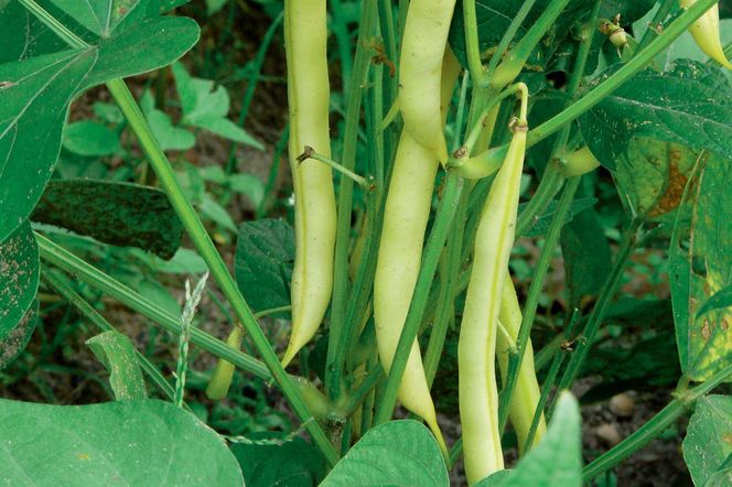 Fasolka szparagowa