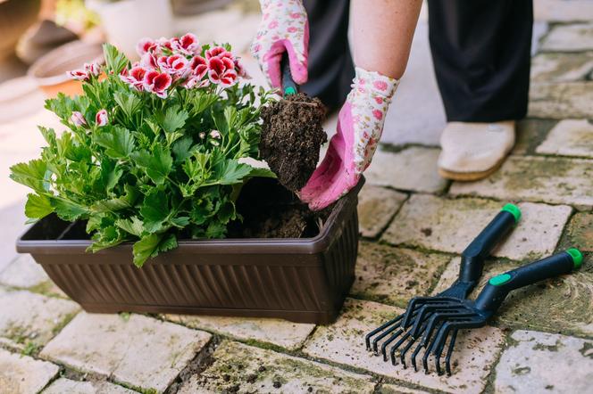 Sadzenie pelargonii