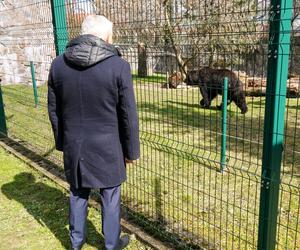 Nowe niedźwiedzie w zoo Akcent w Białymstoku