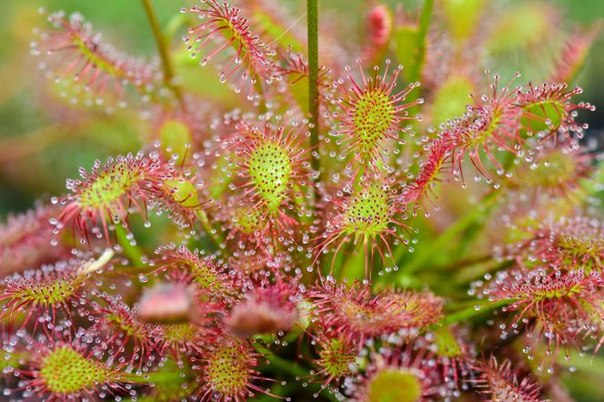 Rosiczka - Drosera