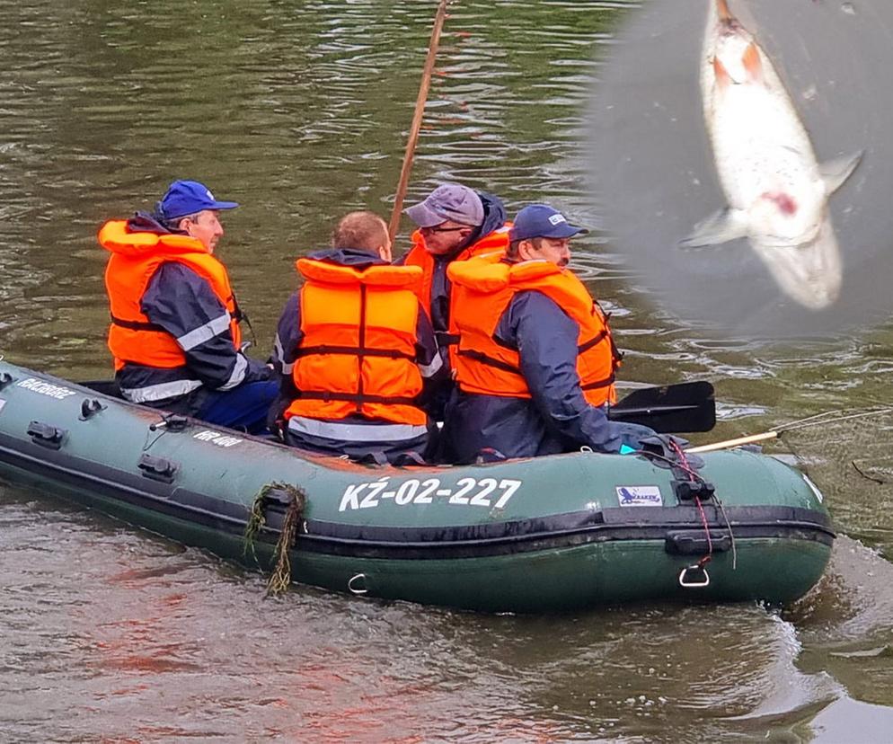 Strażacy rozciągnęli specjalną zaporę. Ma wyłapywać martwe ryby płynące z Czech