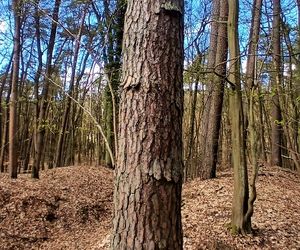 Sosna kołnierzykowata